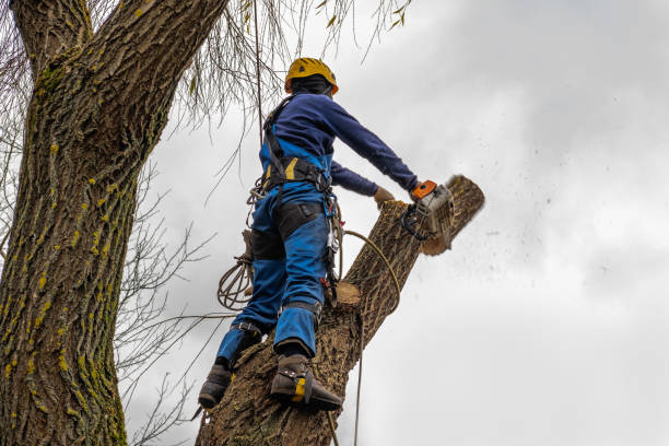 Tree Branch Trimming in Mount Penn, PA